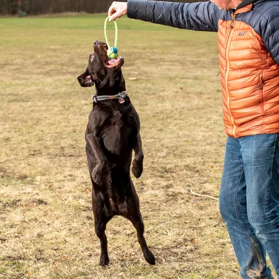 Kutya egy személy által tartott köteles játék után ugrik.