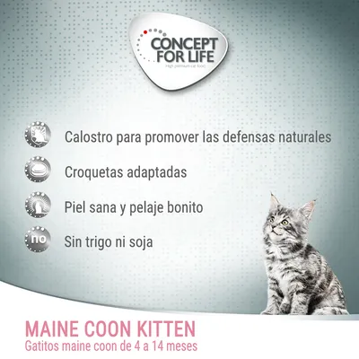Concept for Life Maine Coon Kitten: calostro para defensas, croquetas adaptadas, piel sana y pelaje bonito, sin trigo ni soja. Gatitos maine coon de 4 a 14 meses.