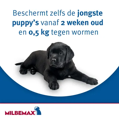 Beschermt zelfs de jongste puppy’s vanaf 2 weken oud en 0,5 kg tegen wormen. MILBEMAX.
