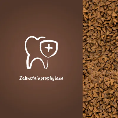 Texte en allemand : Zahnsteinprophylaxe, avec une icône de dent et un bouclier. Croquettes marron visibles à droite.
