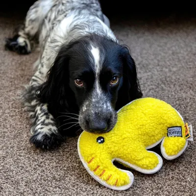 Dog holding a yellow plush toy labelled 'Resploot Tuffles' in its mouth, demonstrating use of the soft toy on a carpeted floor.