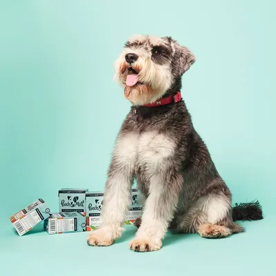 Dog sitting beside several boxes of Pooch & Mutt Turkey Pouch pet food, showing product packaging and size comparison.