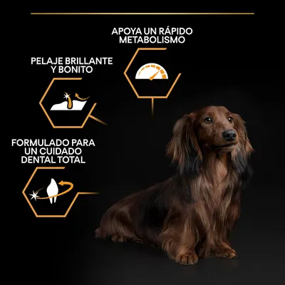 Perro salchicha junto a textos: 'Apoya un rápido metabolismo', 'Pelaje brillante y bonito', 'Formulado para un cuidado dental total' con iconos explicativos. Perro salchicha junto a textos: 'Apoya un rápido metabolismo', 'Pelaje brillante y bonito', 'Formulado para un cuidado dental total' con iconos explicativos.