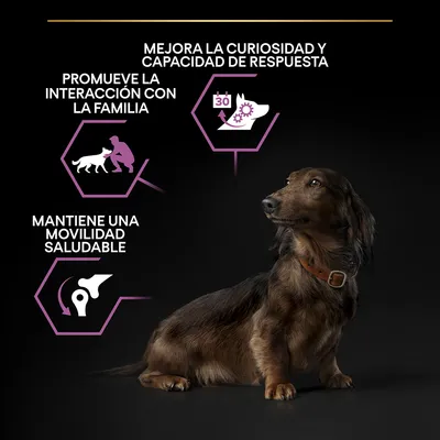Perro pequeño junto a iconos y textos: mejora la curiosidad y capacidad de respuesta, promueve la interacción con la familia, mantiene una movilidad saludable.