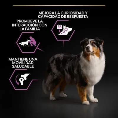 Perro junto a iconos y textos: 'Mejora la curiosidad y capacidad de respuesta', 'Promueve la interacción con la familia', 'Mantiene una movilidad saludable'. Perro junto a iconos y textos: 'Mejora la curiosidad y capacidad de respuesta', 'Promueve la interacción con la familia', 'Mantiene una movilidad saludable'.