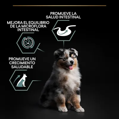 Texto: promueve la salud intestinal, mejora el equilibrio de la microflora intestinal, promueve un crecimiento saludable. Imagen de cachorro junto a iconos explicativos.