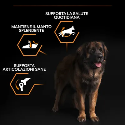 Supporta la salute quotidiana, mantiene il manto splendente, supporta articolazioni sane. Testo con icone e cane di taglia grande visibile.
