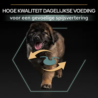 HOGE KWALITEIT DAGELIJKSE VOEDING voor een gevoelige spijsvertering, afbeelding van hond met maag-icoon en pijlen.