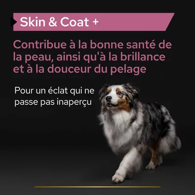 Skin & Coat + Contribue à la bonne santé de la peau, ainsi qu'à la brillance et à la douceur du pelage. Pour un éclat qui ne passe pas inaperçu.