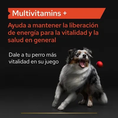 Multivitamins +. Ayuda a mantener la liberación de energía para la vitalidad y la salud en general. Dale a tu perro más vitalidad en su juego.
