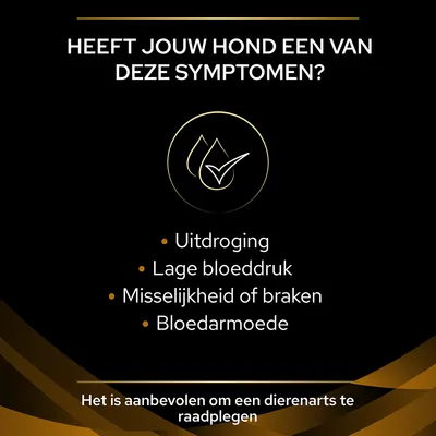 Heeft jouw hond een van deze symptomen? Uitdroging, lage bloeddruk, misselijkheid of braken, bloedarmoede. Het is aanbevolen om een dierenarts te raadplegen.