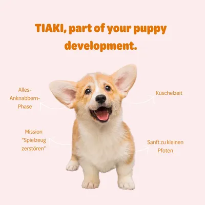 TIAKI, part of puppy development. Labels: chewing everything phase, mission 'destroy toy', cuddle time, gentle on small paws.