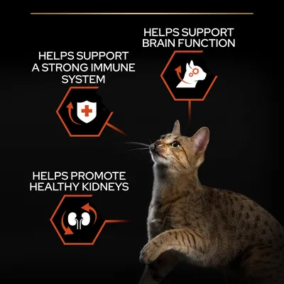 Cat beside three claims: helps support a strong immune system, helps support brain function, helps promote healthy kidneys. Each claim shown with icon and white text on black background.