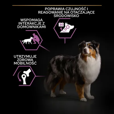 Poprawia czujność i reagowanie na otoczenie, wspomaga interakcje z domownikami, utrzymuje zdrową mobilność – tekst i grafiki obok psa rasy australijski owczarek.
