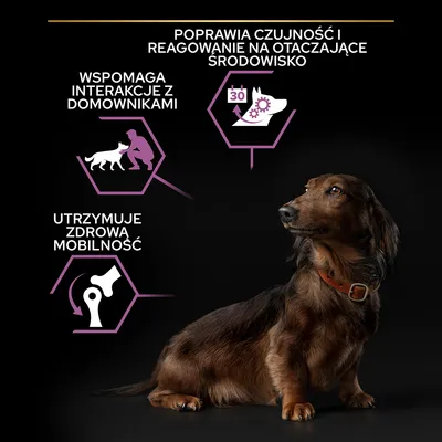 Poprawia czujność i reagowanie na otoczenie, wspomaga interakcje z domownikami, utrzymuje zdrową mobilność – tekst przy ilustracjach psa i ikonach. Pies rasy jamnik na czarnym tle.