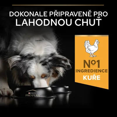 Text v češtine: Dokonale připravené pro lahodnou chuť. N°1 ingredience kuře. Purina Pro Plan miska, pes pri jedle.