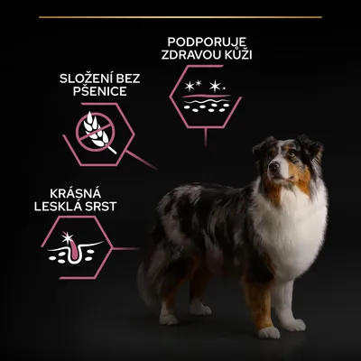 Pes vedle grafických prvků s texty: Složení bez pšenice, Podporuje zdravou kůži, Krásná lesklá srst.