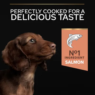 Text: 'PERFECTLY COOKED FOR A DELICIOUS TASTE', 'Nº1 INGREDIENT SALMON'. Bild på brun hundvalp och illustration av lax. Texten är på engelska.