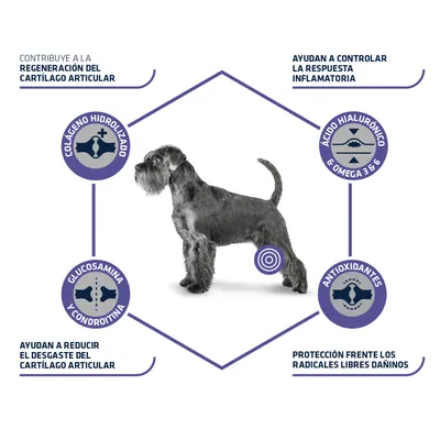 Perro con gráficos sobre beneficios articulares: colágeno hidrolizado, glucosamina y condroitina, ácido hialurónico y omega 3 y 6, antioxidantes. Textos explican sus funciones visibles.