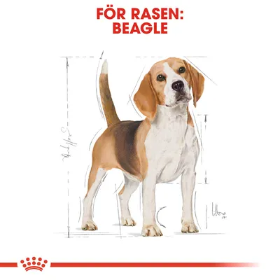 Illustration av en beagle med texten 'FÖR RASEN: BEAGLE' ovanför samt skissade måttlinjer runt hundens kropp.