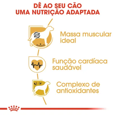 Dê ao seu cão uma nutrição adaptada: massa muscular ideal, função cardíaca saudável, complexo de antioxidantes.