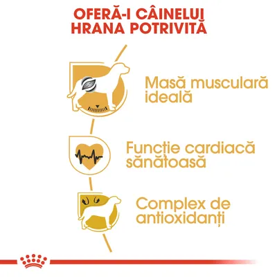 Oferă-i câinelui hrana potrivită. Masă musculară ideală, funcție cardiacă sănătoasă, complex de antioxidanți.