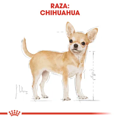 Ilustración de perro con texto visible: Raza: Chihuahua. Dibujo técnico muestra proporciones corporales del chihuahua, útil para comparar tamaño y características físicas.