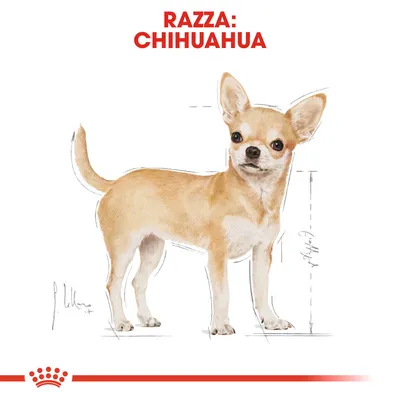 Illustrazione di un cane con testo in alto: 'Razza: Chihuahua'. Linee di misurazione visibili accanto al corpo del cane. Logo Royal Canin stilizzato in basso.