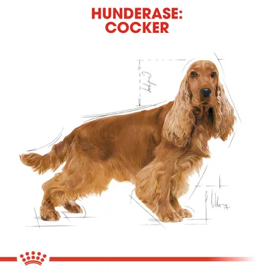 Royal Canin Cocker Adult