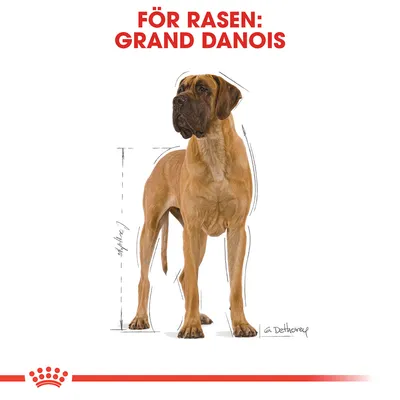 Illustration av en grand danois med texten 'För rasen: Grand Danois' ovanför. Skissade linjer visar hundens proportioner.