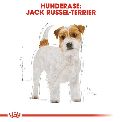 Royal Canin Jack Russell Terrier Adult
