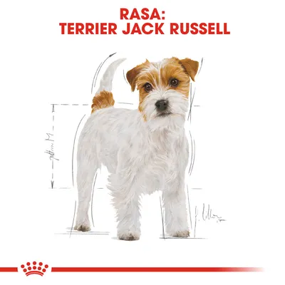 Text vizibil: RASA: TERRIER JACK RUSSELL. Ilustrație cu un câine Terrier Jack Russell, fundal alb, linii de schiță pentru proporții.