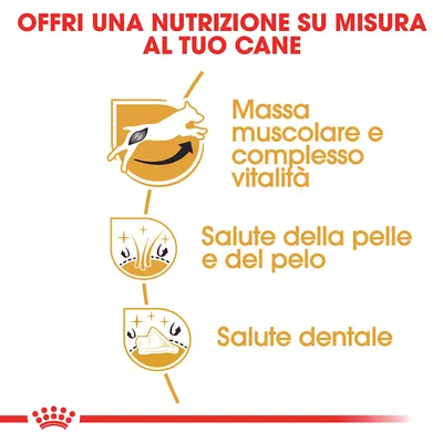 Offri una nutrizione su misura al tuo cane. Massa muscolare e complesso vitalità, salute della pelle e del pelo, salute dentale.