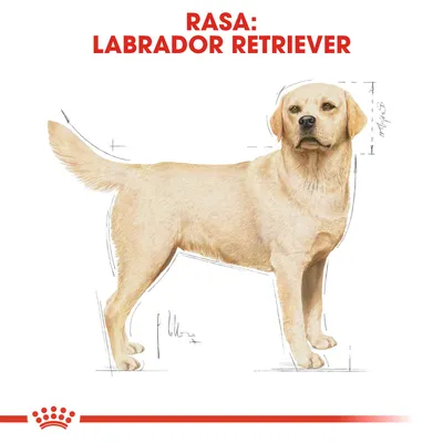 Rasa: Labrador Retriever – ilustracja psa z widocznymi liniami pomiarowymi wokół sylwetki, tekst na górze obrazu.