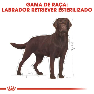 Gama de raça: Labrador Retriever esterilizado. Ilustração de um cão Labrador castanho com linhas de medição à volta do corpo.