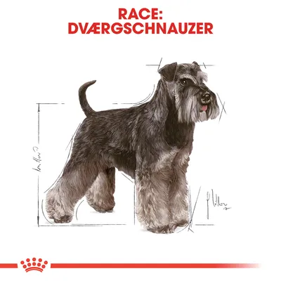 Race: Dværgschnauzer. Illustration af en dværgschnauzer med skitserede målstreger omkring kroppen. Rød streg og krone nederst i billedet.