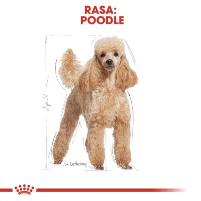 Ilustrație cu un câine de rasă Poodle, text vizibil: RASA: POODLE. Fundal alb, linii de schiță și logo roșu în partea de jos.