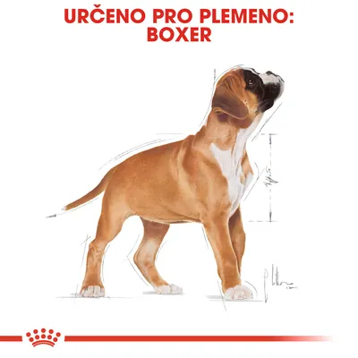 Určeno pro plemeno: Boxer. Ilustrace psa boxera s náčrtky rozměrů těla.