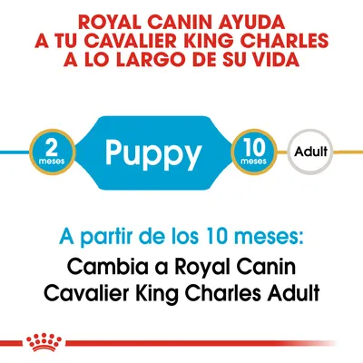 Royal Canin ayuda a tu Cavalier King Charles a lo largo de su vida. Puppy 2 meses–10 meses. A partir de los 10 meses: Cambia a Royal Canin Cavalier King Charles Adult.