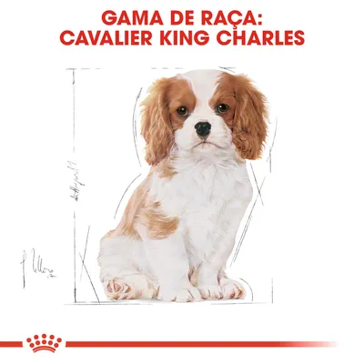 GAMA DE RAÇA: CAVALIER KING CHARLES em letras vermelhas acima de ilustração de um cão Cavalier King Charles Spaniel sentado, com fundo branco.