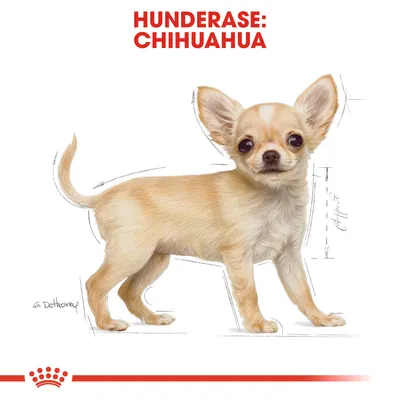 Royal Canin Chihuahua Puppy