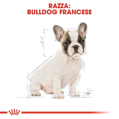 Testo in alto: Razza: Bulldog Francese. Illustrazione di un cucciolo di bulldog francese con schizzi tecnici delle dimensioni attorno al corpo.