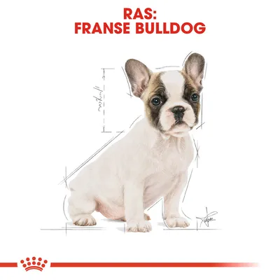 Tekst: Ras: Franse Bulldog. Illustratie van een Franse Bulldog puppy met schetslijnen en meetaanduidingen op de achtergrond.