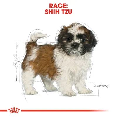 Illustration af Shih Tzu hund med teksten 'RACE: SHIH TZU' øverst. Tegnet signatur og rød krone nederst synlig.