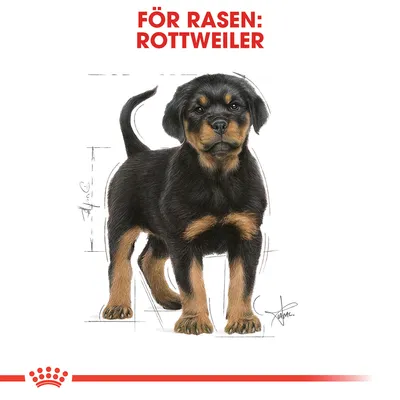 Text: FÖR RASEN: ROTTWEILER. Illustration av en stående rottweilervalp med svarta och bruna tecken, vit bakgrund, röd dekorationslinje och kronmotiv längst ner.
