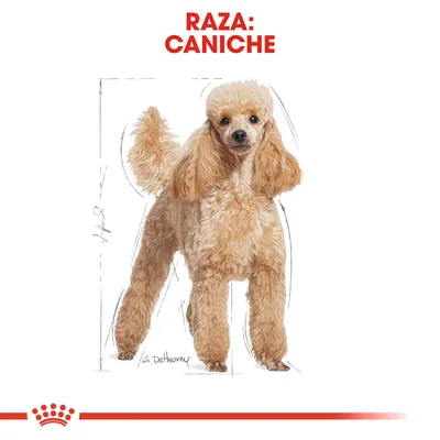 Ilustración de un perro con pelaje rizado y texto visible: Raza: Caniche. Fondo blanco con líneas de referencia de tamaño.