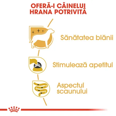 OFERĂ-I CÂINELUI HRANA POTRIVITĂ. Sănătatea blănii, stimulează apetitul, aspectul scaunului – beneficii prezentate pentru hrana câinilor.