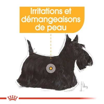 Irritations et démangeaisons de peau – illustration d’un chien noir avec un point marqué sur le dos, texte en haut : Irritations et démangeaisons de peau.