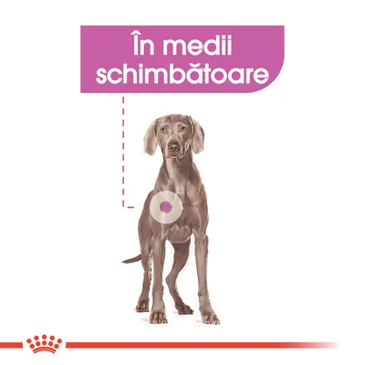 Text vizibil: „În medii schimbătoare” deasupra unui câine ilustrat, cu un cerc evidențiat pe abdomen. Logo Royal Canin în partea de jos.