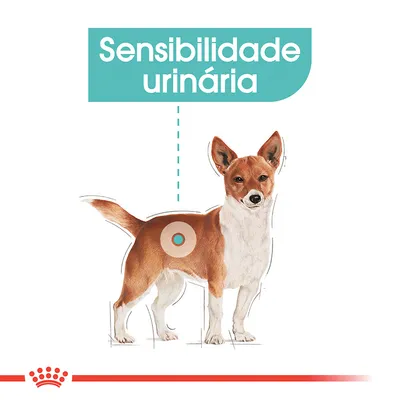Ilustração de cão com destaque na zona urinária e texto visível: Sensibilidade urinária.